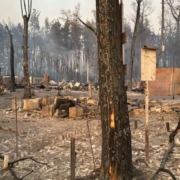 У Харківській області загасили лісову пожежу, яка тривала майже тиждень