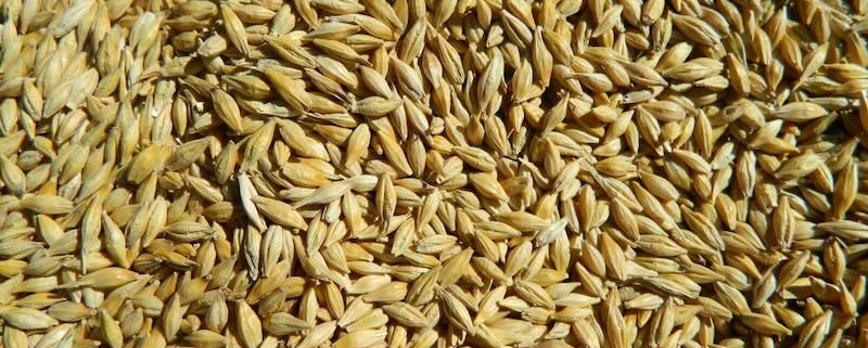 Насіння ярого ячменю
