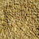 Насіння ярого ячменю